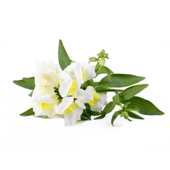 Click & Grow Smart Garden utántöltő, 3 növényhüvely (SGR78X3)