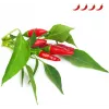 Click & Grow Piri-Piri chili ültetőkapszula Smart Garden készülékhez, 3 darabos (SGR67X3)