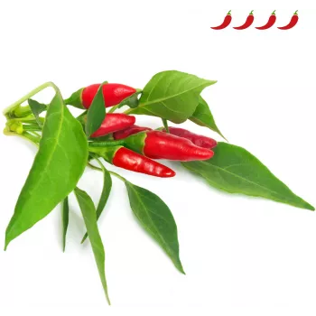 Click & Grow Piri-Piri chili ültetőkapszula Smart Garden készülékhez, 3 darabos (SGR67X3)