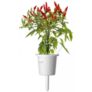 Click & Grow Piri-Piri chili ültetőkapszula Smart Garden készülékhez, 3 darabos (SGR67X3)