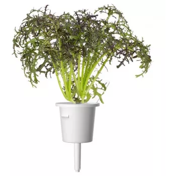 Click & Grow Smart Garden utántöltő csomag Red Frill Mustard, 3 növénykapszula (SGR77X3)