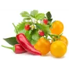 Click & Grow gyümölcs- és zöldségmix növénykapszulák Smart Gardenhez, 9 darabos csomag (PPMFVX9)