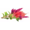 Click & Grow kakastaréj növénykapszulák Smart Gardenhez, 3 darabos csomag (SGR4X3)