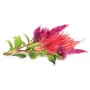 Click & Grow Cockscomb Plant Pods for Smart Garden, 3-Pack (SGR4X3)