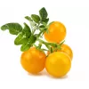 Click and Grow Smart Garden utántöltő 3 darabos csomag mini paradicsom palántakapszula