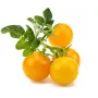 Click and Grow Smart Garden Refill 3-pack Mini Tomato Plant Pods