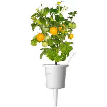 Click and Grow Smart Garden utántöltő 3 darabos csomag mini paradicsom palántakapszula