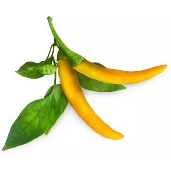 Click & Grow SGR60X3 chili paprika növénykapszulák (3 darabos csomag)