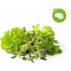 Click & Grow steak fűszerkeverék növénykapszulák Smart Gardenhez, 9 darabos csomag (PPMSSX9)