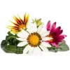 Click & Grow Gazanie növénykapszula Smart Gardenhez, 3 darabos csomag (SGR92X3)
