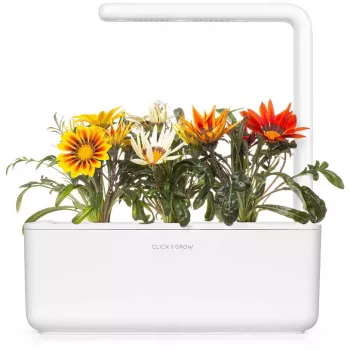 Click & Grow Gazanie növénykapszula Smart Gardenhez, 3 darabos csomag (SGR92X3)