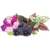Click & Grow Vibrant Flower Mix növénykapszula Smart Gardenhez, 9 darabos csomag (PPMVBX9)