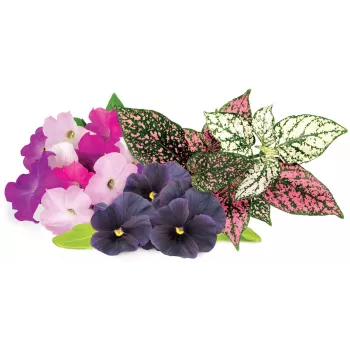 Click & Grow Vibrant Flower Mix növénykapszula Smart Gardenhez, 9 darabos csomag (PPMVBX9)