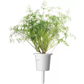 Click & Grow SGR49x3 kapor növénykapszula utántöltő csomag, 3 darabos
