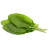 Click & Grow sóska növénykapszula Smart Gardenhez, 3 darabos csomag (SGR55X3)