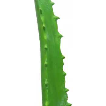 EUROPALMS mű aloe vera növény fekete cserépben, 63cm 82809112