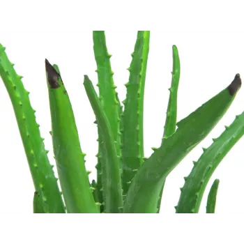 EUROPALMS mű aloe vera növény fekete cserépben, 63cm 82809112