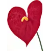 EUROPALMS műanthurium, 70 cm 82530164