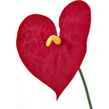 EUROPALMS műanthurium, 70 cm 82530164