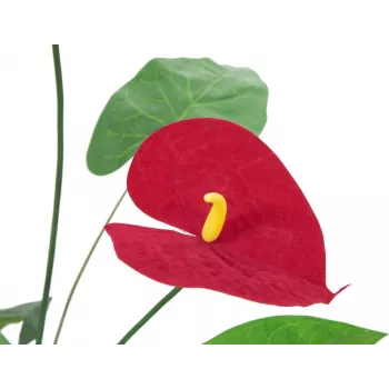EUROPALMS műanthurium, 70 cm 82530164