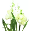 EUROPALMS Aronstab, 3 darabos készlet LED-ekkel, fehér, 85cm (83330302)