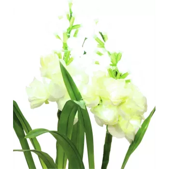 EUROPALMS Aronstab, 3 darabos készlet LED-ekkel, fehér, 85cm (83330302)