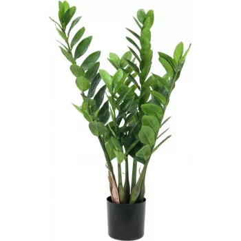 EUROPALMS Zamifolia mű ZZ-növény, 70 cm, fekete cserép 82600153