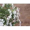 EUROPALMS mű aranyesőfa, fehér virágok, 180cm 82507106