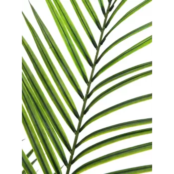 EUROPALMS nagy levelű Areca műnövény, 165cm 82509441