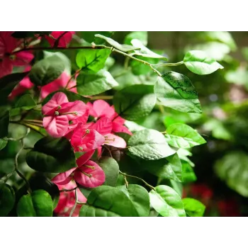 EUROPALMS Bougainvillea műnövény, rózsaszín, 150 cm 82507055