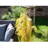 EUROPALMS mű nádköteg, 118 cm 82600136