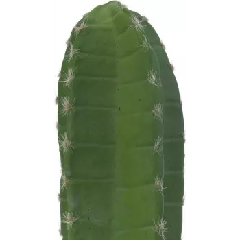 EUROPALMS mexikói kaktusz műnövény, zöld, 97 cm 82801070