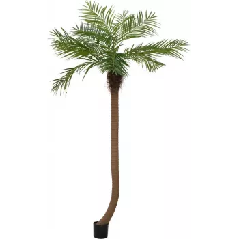 EUROPALMS Luxor ívelt mű phoenixpálma, 240 cm 82510726