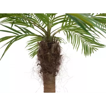 EUROPALMS Luxor ívelt mű phoenixpálma, 240 cm 82510726