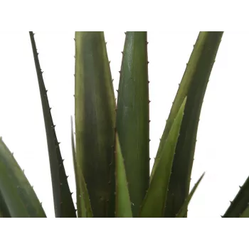 EUROPALMS mű aloe vera növény, 60 cm, fekete cserép 82600167