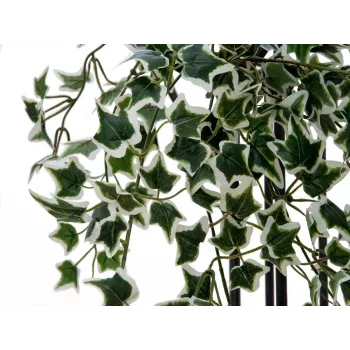 EUROPALMS Holland Ivy Hedge Screen Classic, mű, 60cm 82502210