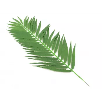 EUROPALMS kókuszpálma levél, mű, 110cm, 12 darabos csomag 82509897