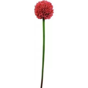 EUROPALMS mű allium szár, piros, 55cm 82530568