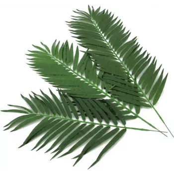 EUROPALMS mű kókuszpálma levél, 80 cm, 12 darabos készlet 82509895
