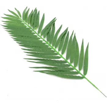 EUROPALMS mű kókuszpálma levél, 90 cm, 12 darab, zöld 82509896