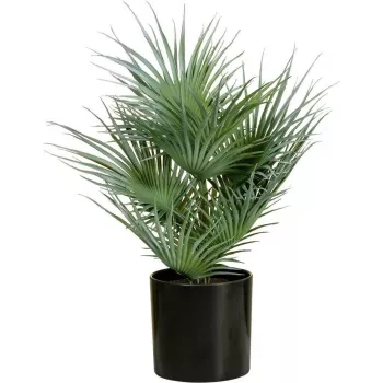 EUROPALMS mű legyezőpálma cserépben, 55 cm 82509401