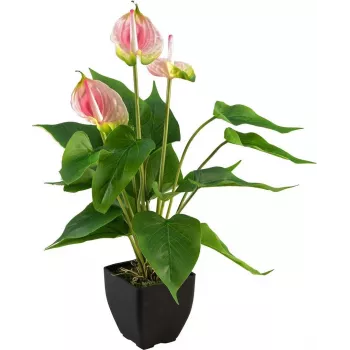 EUROPALMS mű anthurium, fehér-rózsaszín 82540348