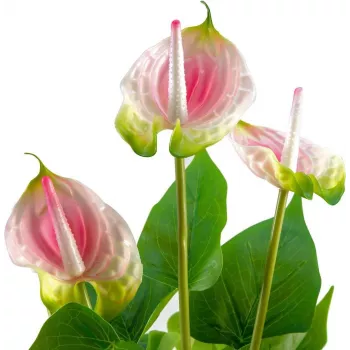 EUROPALMS mű anthurium, fehér-rózsaszín 82540348