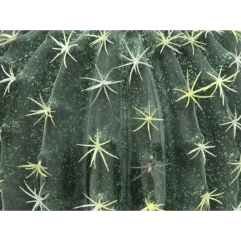 EUROPALMS mű gömbkaktusz, 34 cm 82600063