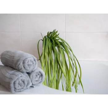 EUROPALMS mű tengerifű (EVA), zöld 82531062