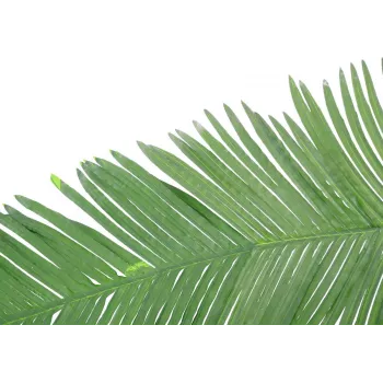 EUROPALMS műkókusz királypálma-levél, 180 cm 82509847