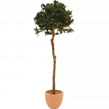 EUROPALMS műbabérgömb-fa, 180 cm 82506946