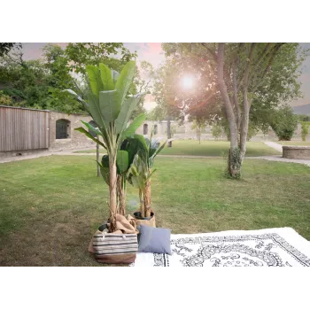 EUROPALMS műbanánfa, 210 cm 82509507