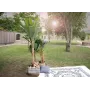 EUROPALMS műbanánfa, 210 cm 82509507