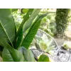 EUROPALMS műbanánfa, 210 cm 82509507
